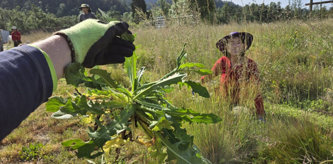 We pulled weeds in the garden beds of native grass.