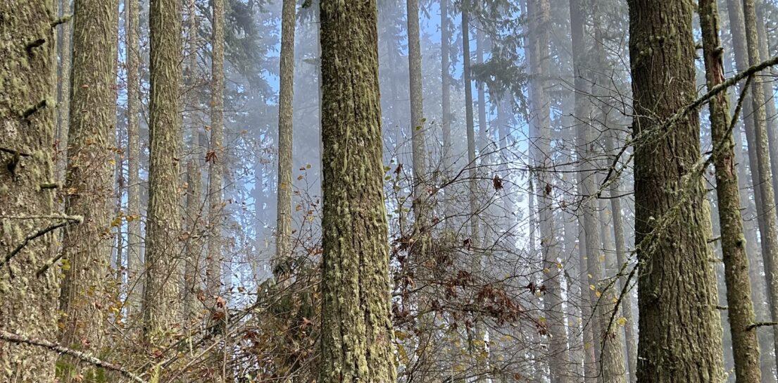 A beautiful morning to be in the forest.