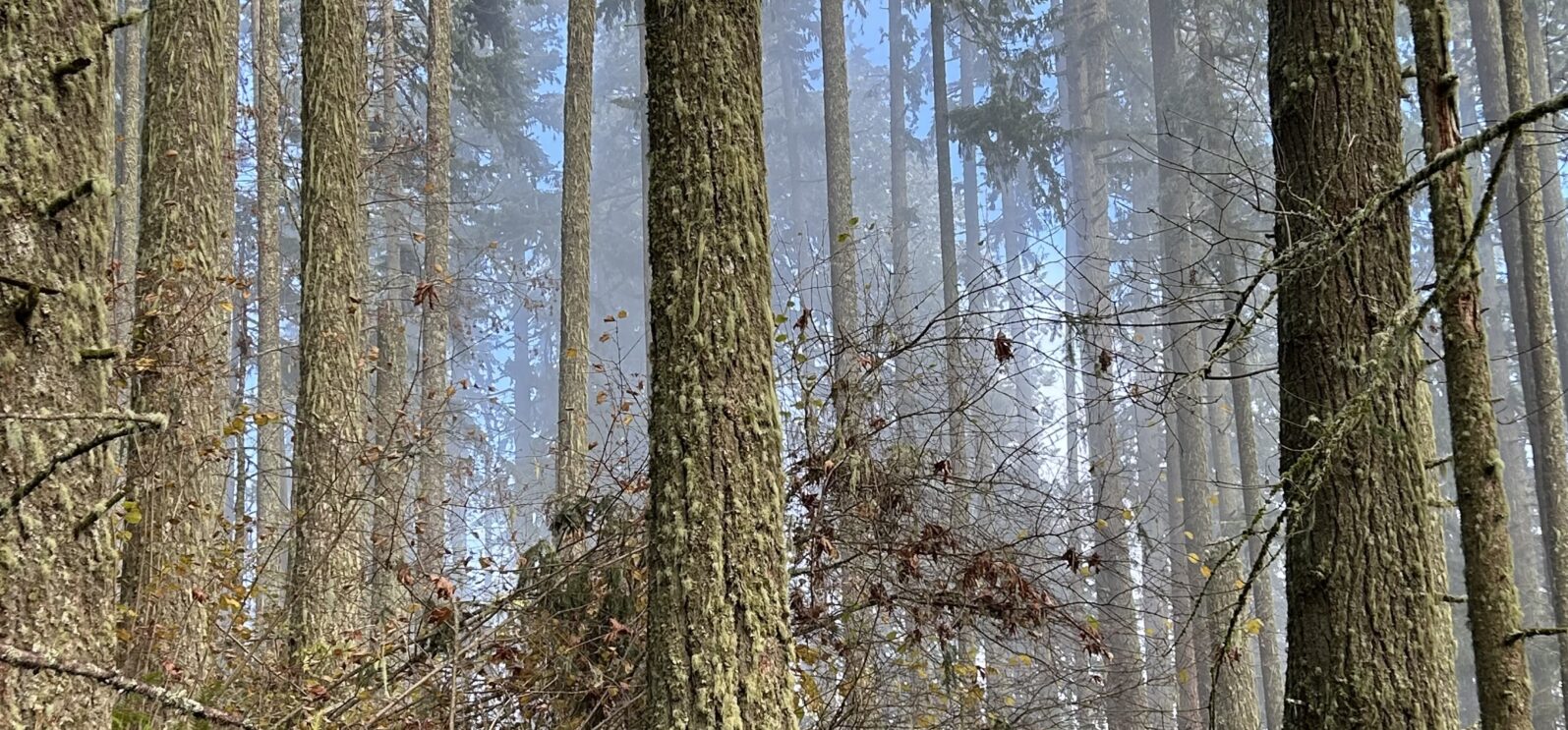 A beautiful morning to be in the forest.