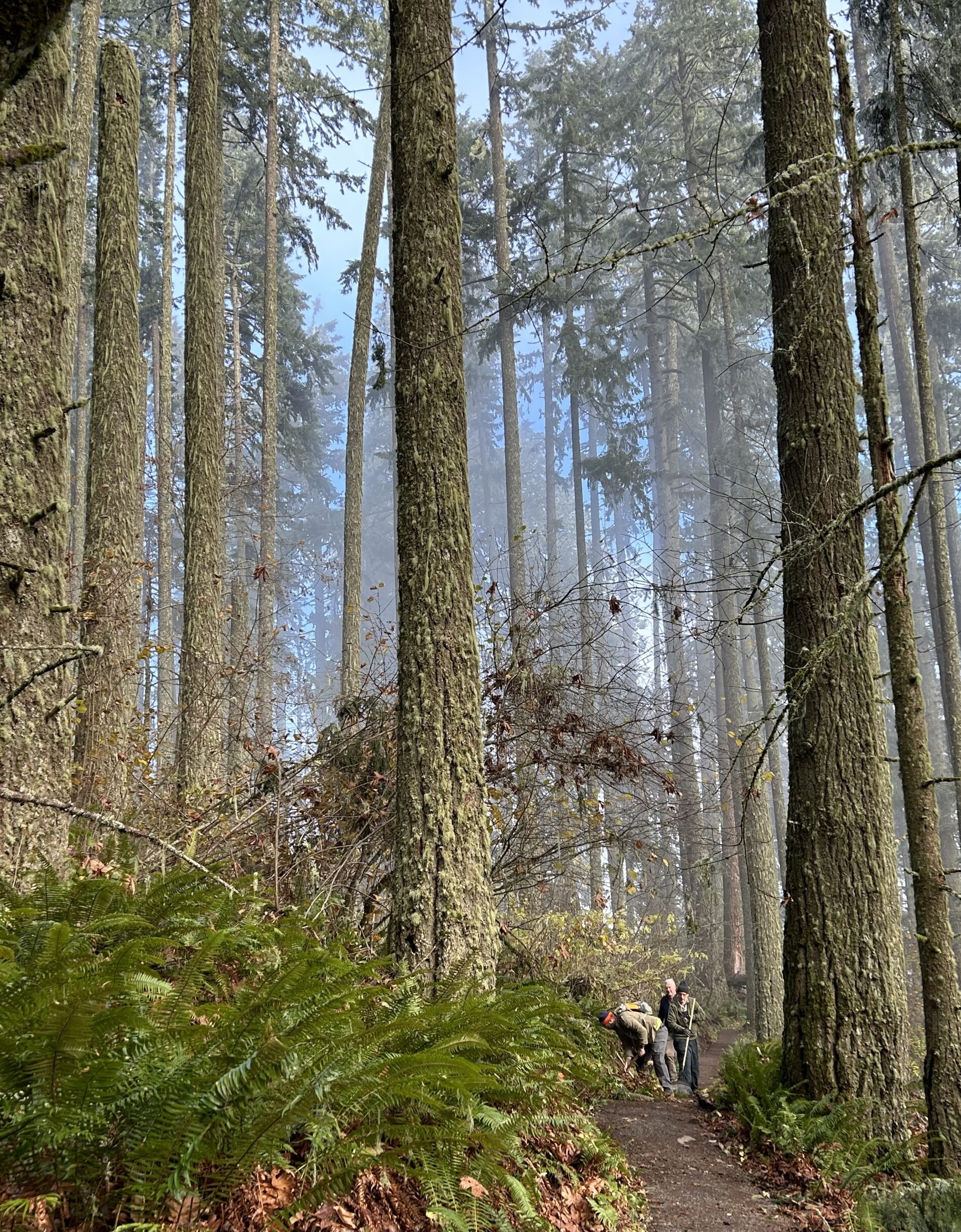 A beautiful morning to be in the forest.