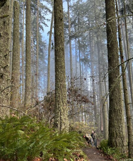 A beautiful morning to be in the forest.