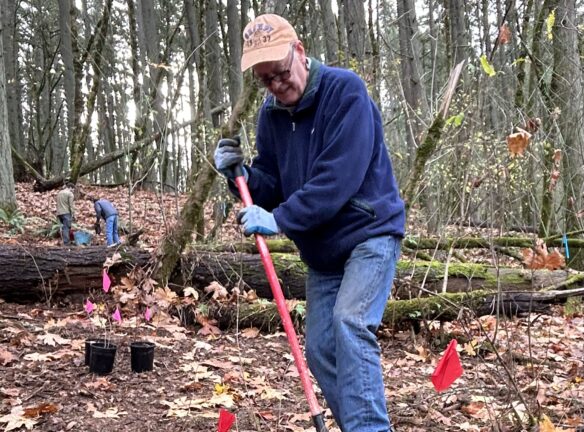 David digging for his his three plants. with red flags.