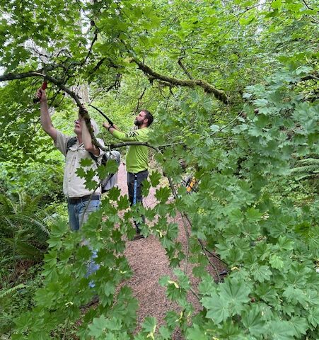 Dan and Matt cutting back Vine Maple.