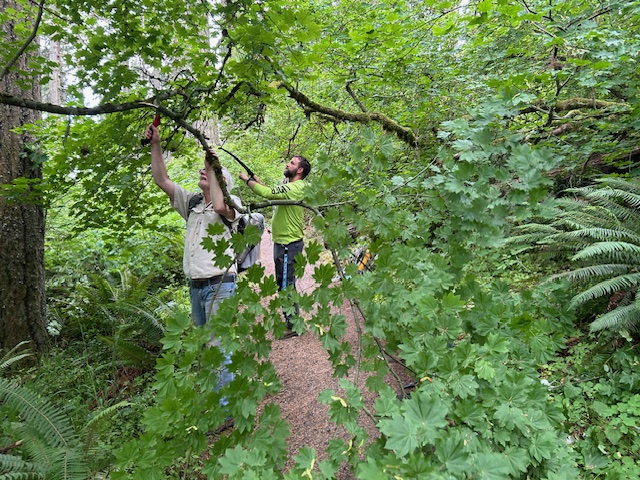 Dan and Matt cutting back Vine Maple.