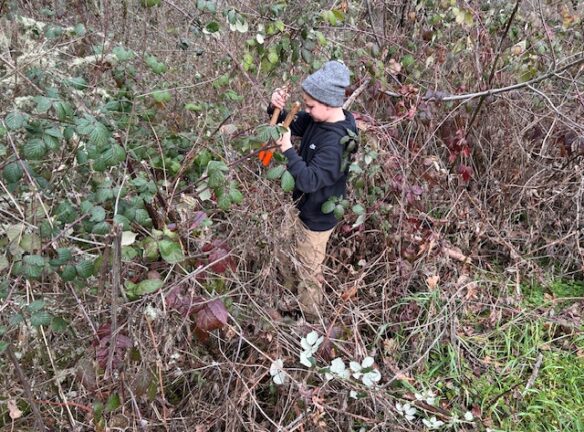 Oliver cutting blackberries to retrieve discarded cans and bottles.