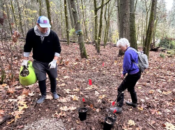 Mari begins for her three plants.