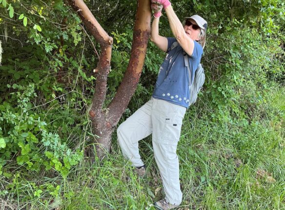 Mari pruning back Madrone encroaching the trail.